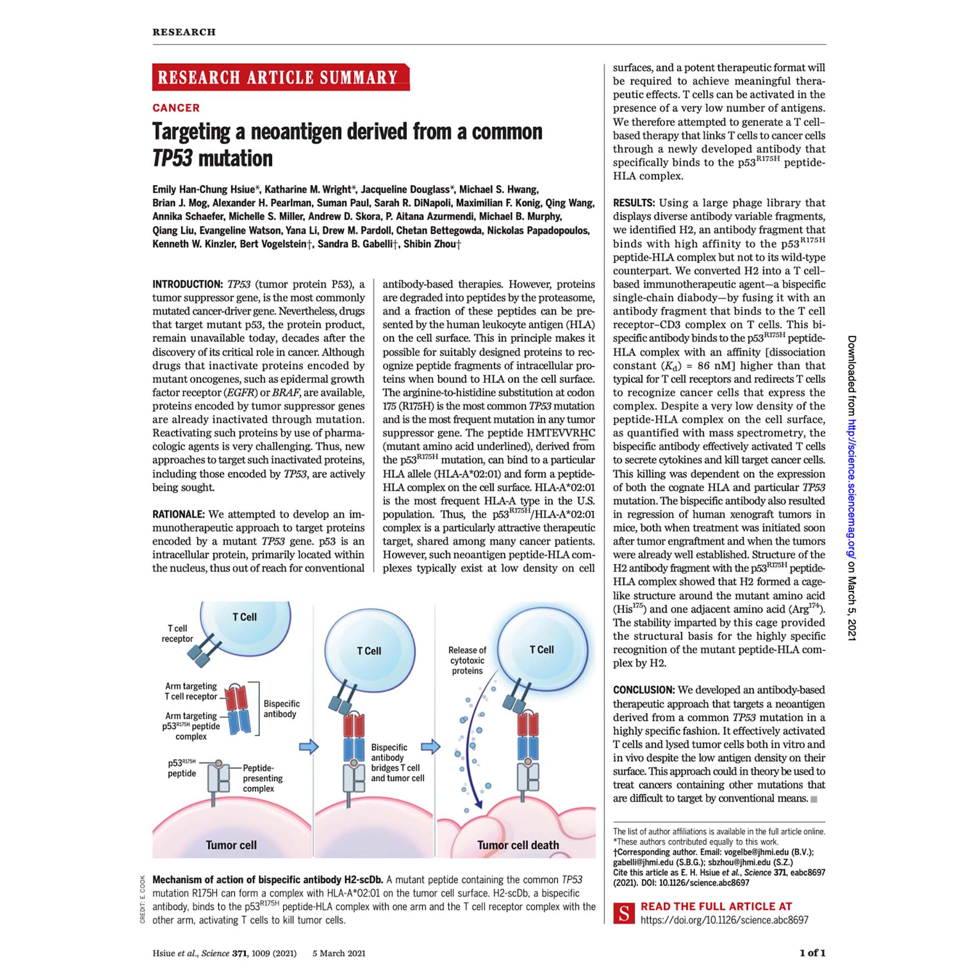 <h3>Breaking the “Undruggable”: TP53 Neoantigens Identified</h3> <p>   <em><strong>Science</strong></em>. 2021 Mar 5; 371(6533): eabc8697.<br>   Targeting a neoantigen derived from a common TP53 mutation. </p>